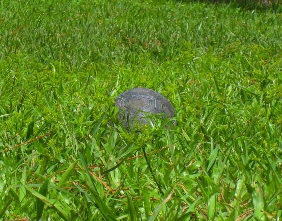 ALDABRA BREEDER