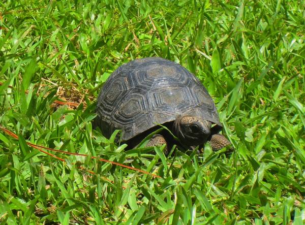 ALDABRA BREEDER