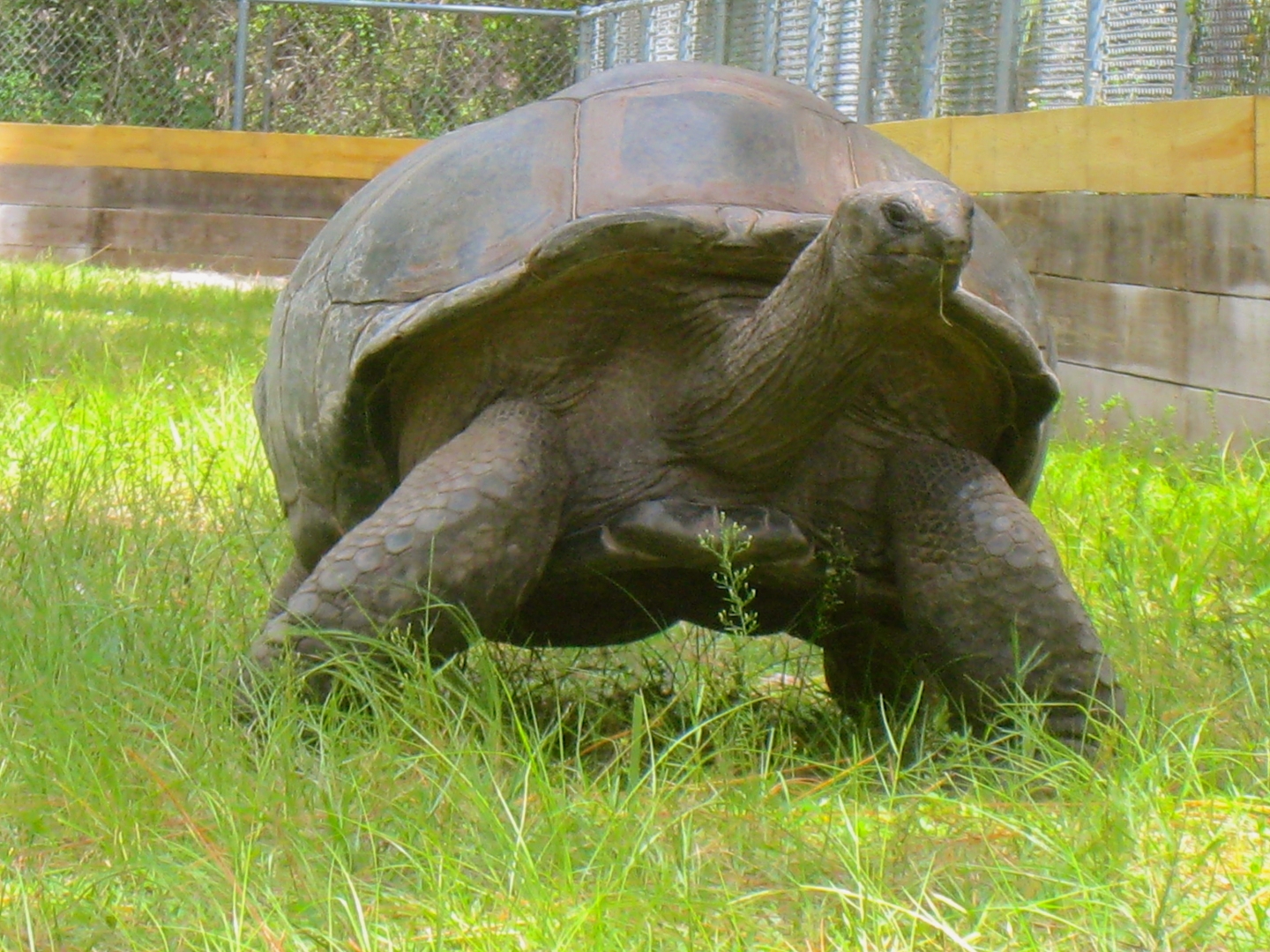 ALDABRA BREEDER