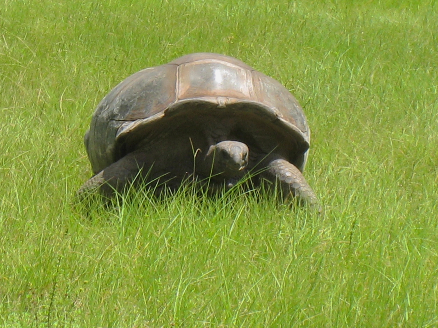 ALDABRA BREEDER