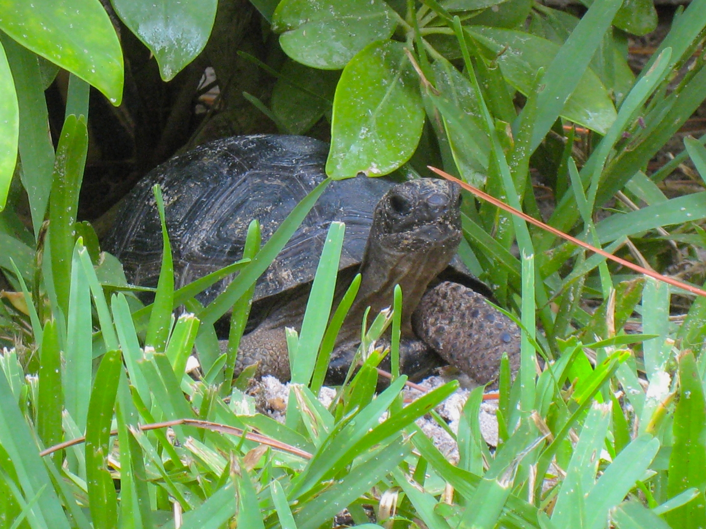 ALDABRA BREEDER