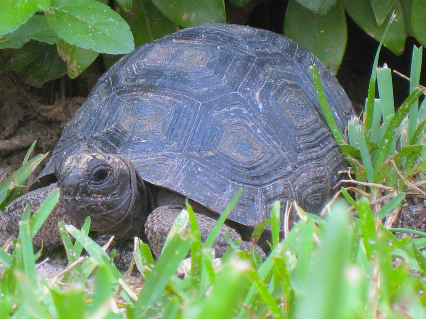 ALDABRA BREEDER