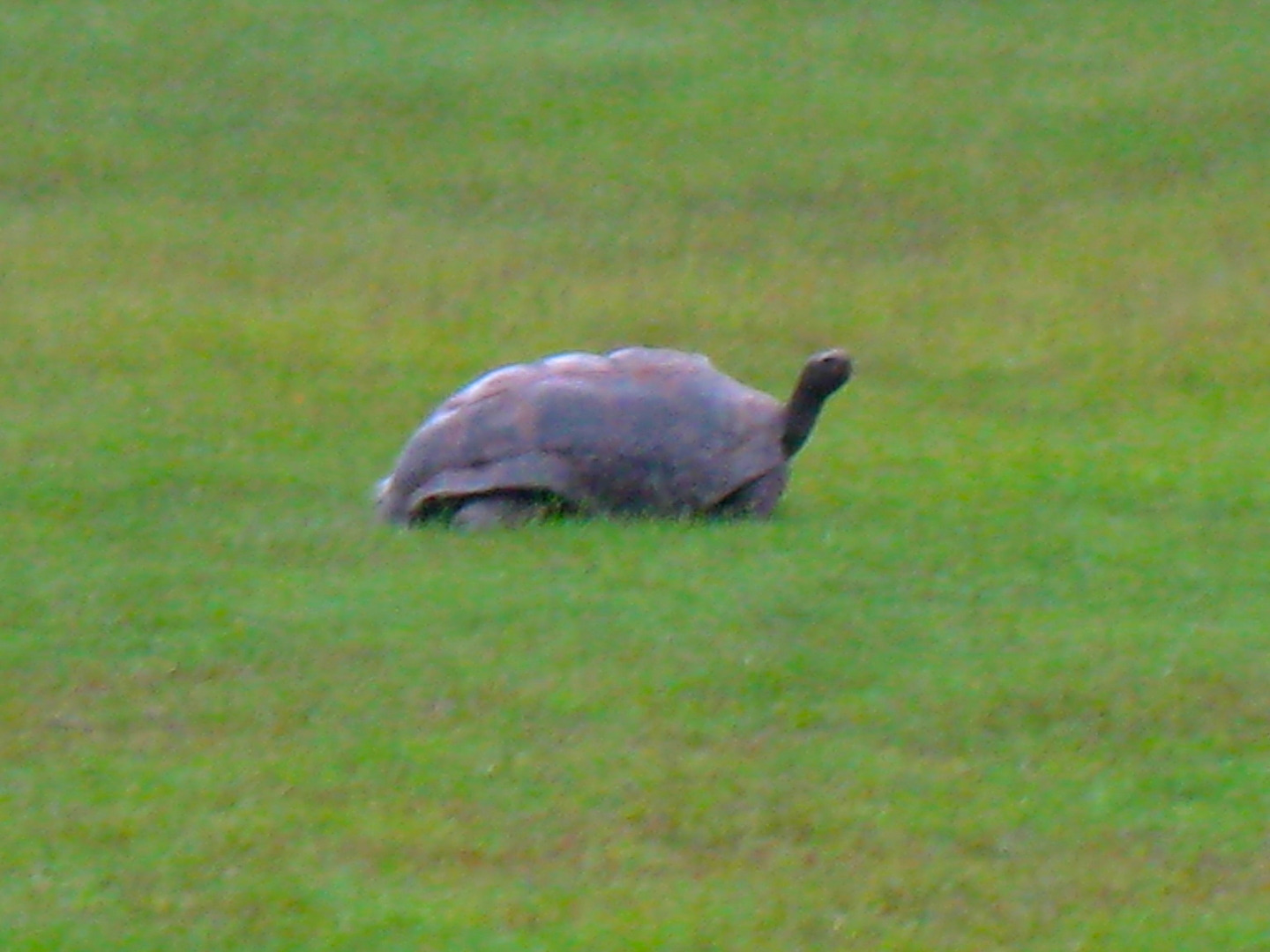 ALDABRA BREEDER