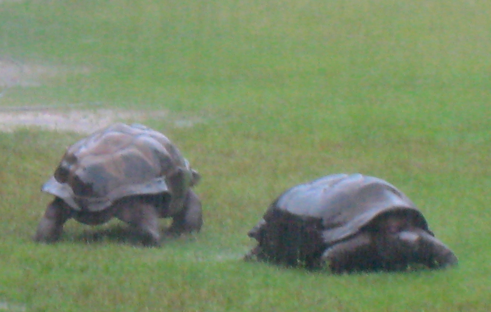ALDABRA BREEDER