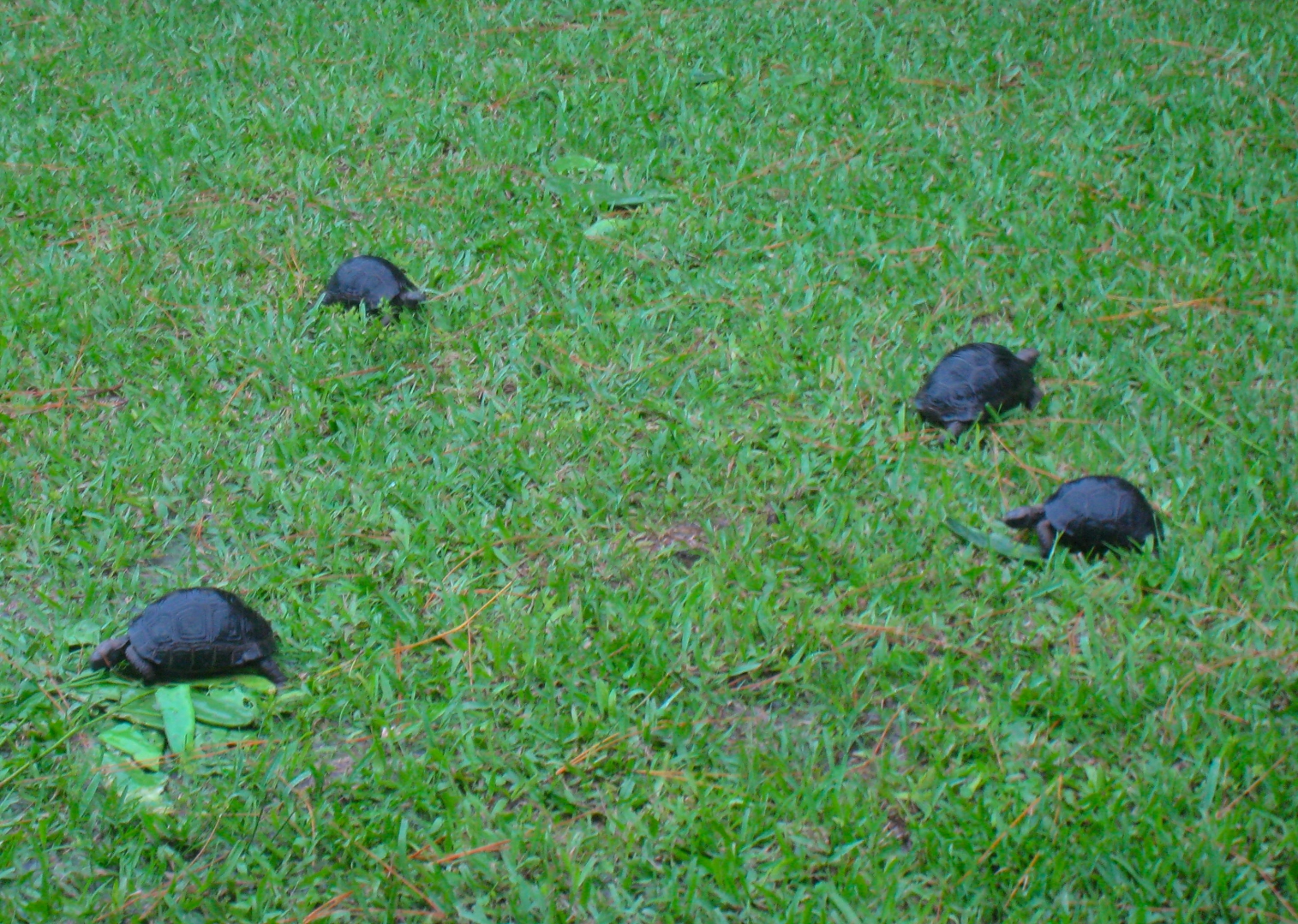 ALDABRA BREEDER