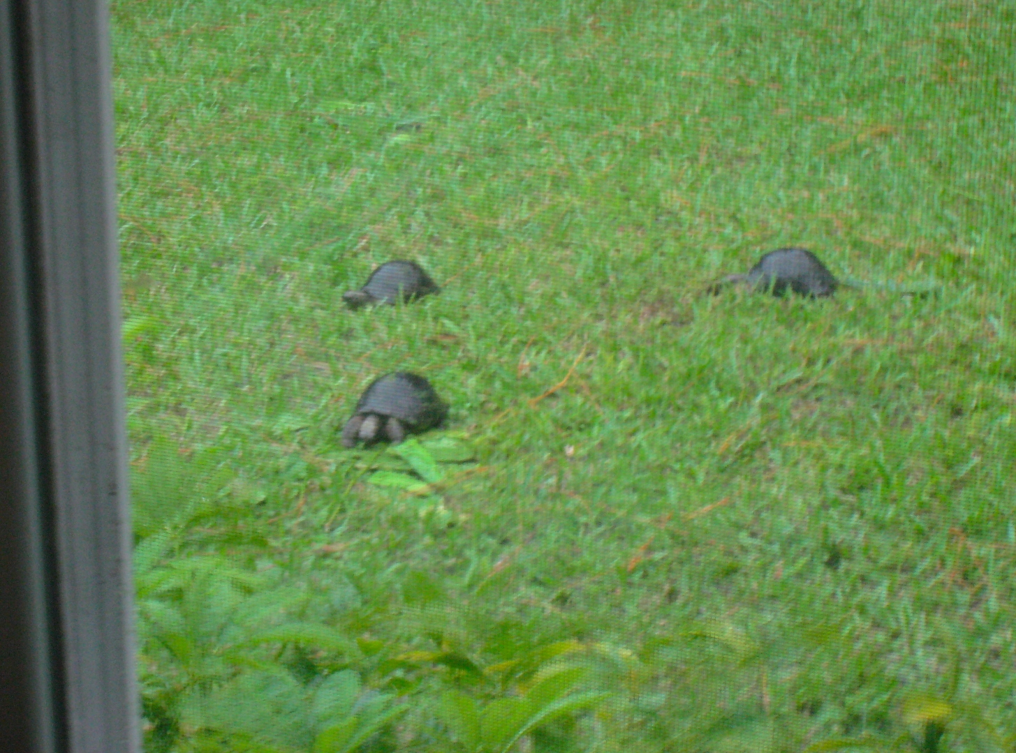 ALDABRA BREEDER