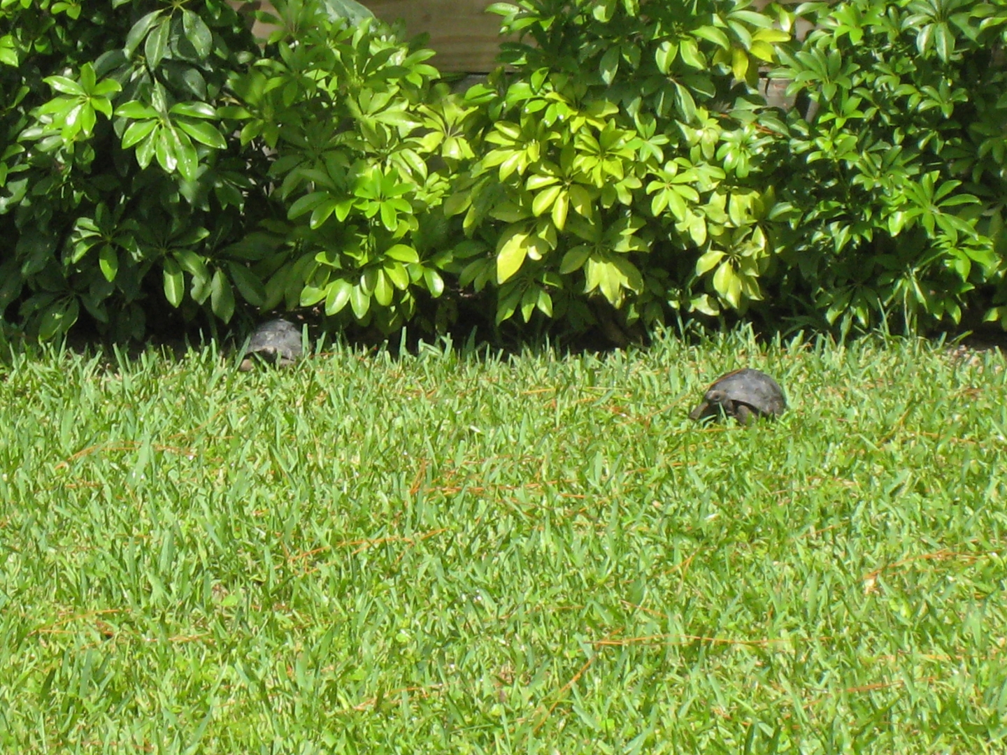 ALDABRA BREEDER