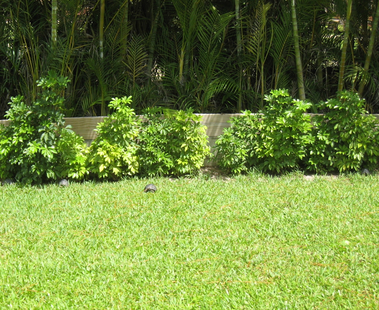 ALDABRA BREEDER