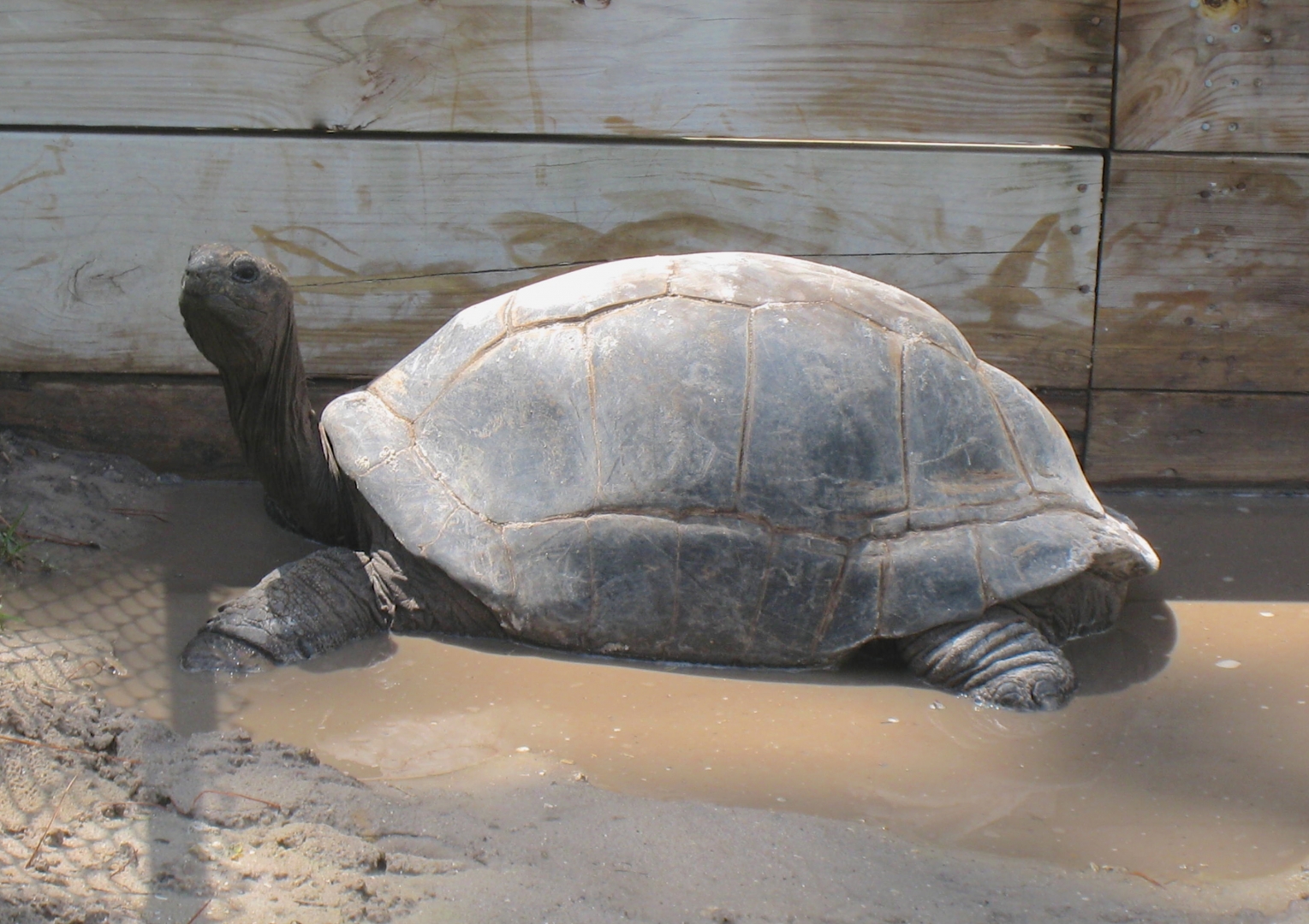 ALDABRA BREEDER