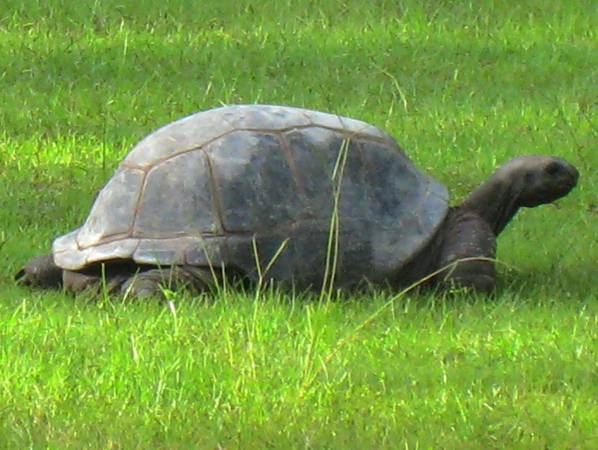ALDABRA BREEDER
