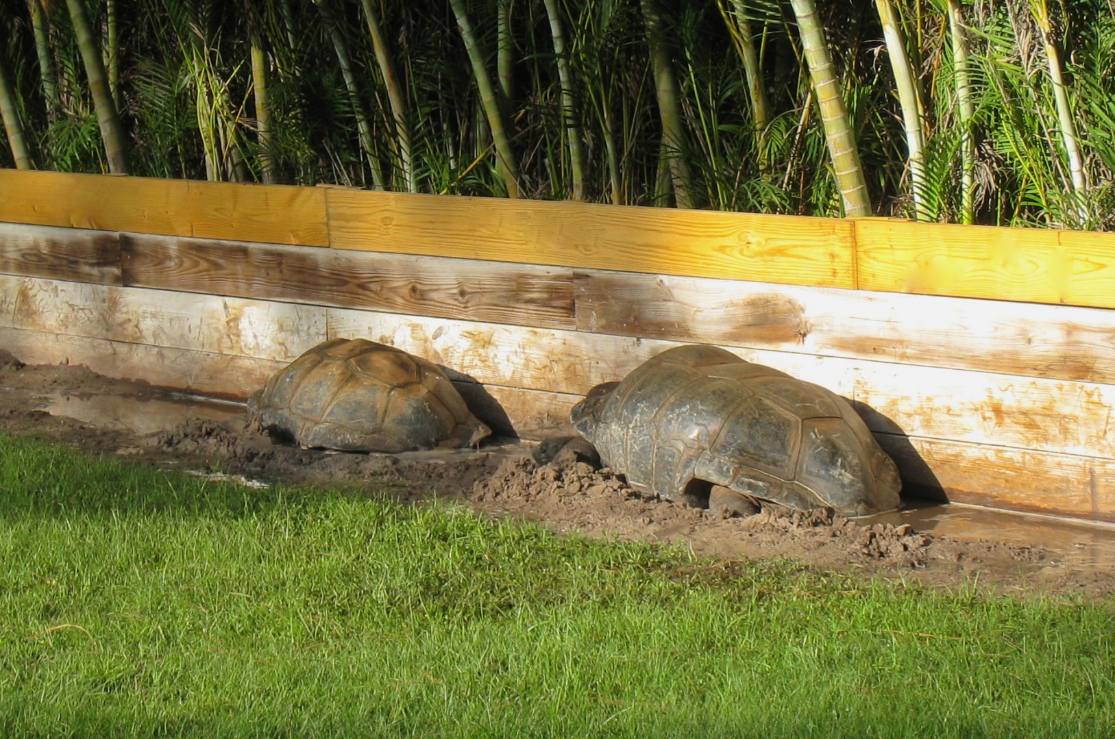 ALDABRA BREEDER