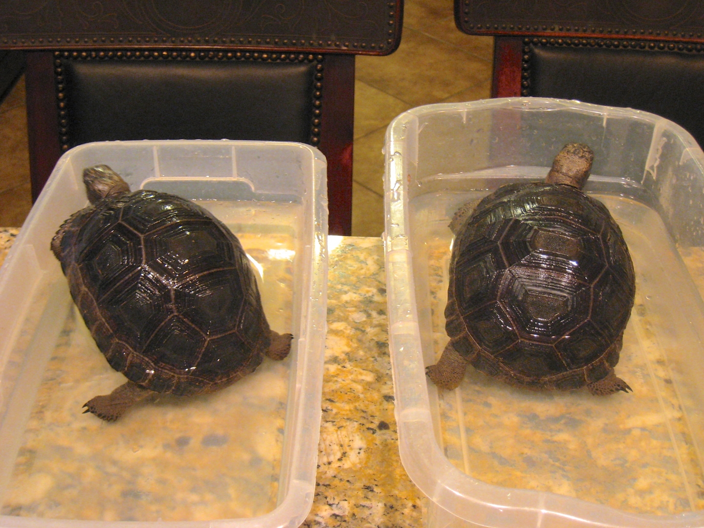 ALDABRA BREEDER