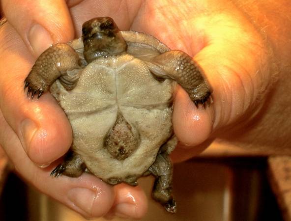 ALDABRA BREEDER
