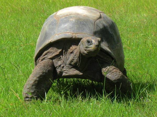 ALDABRA BREEDER