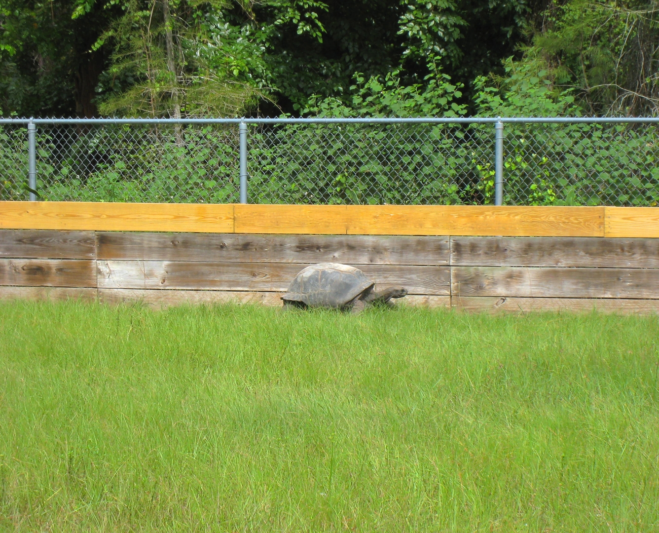 ALDABRA BREEDER