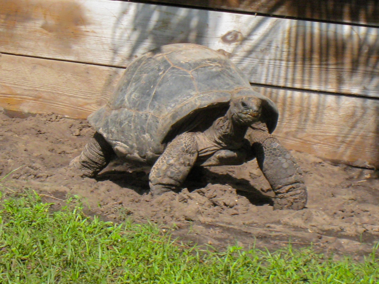 ALDABRA BREEDER