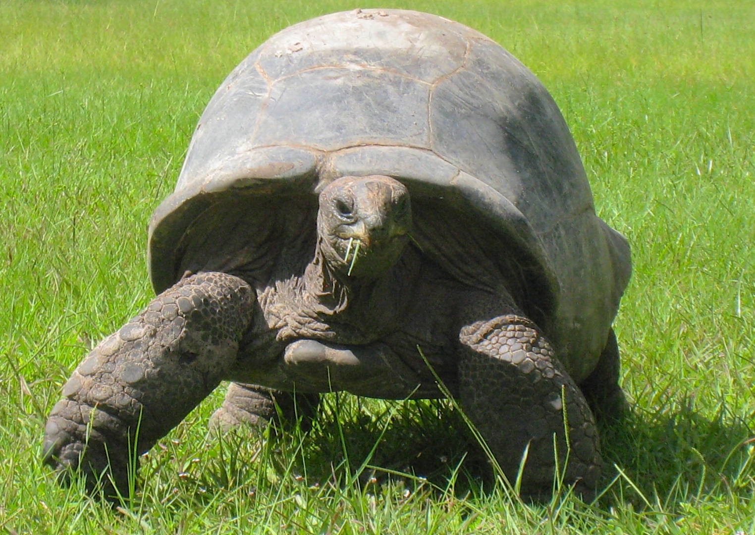 ALDABRA BREEDER