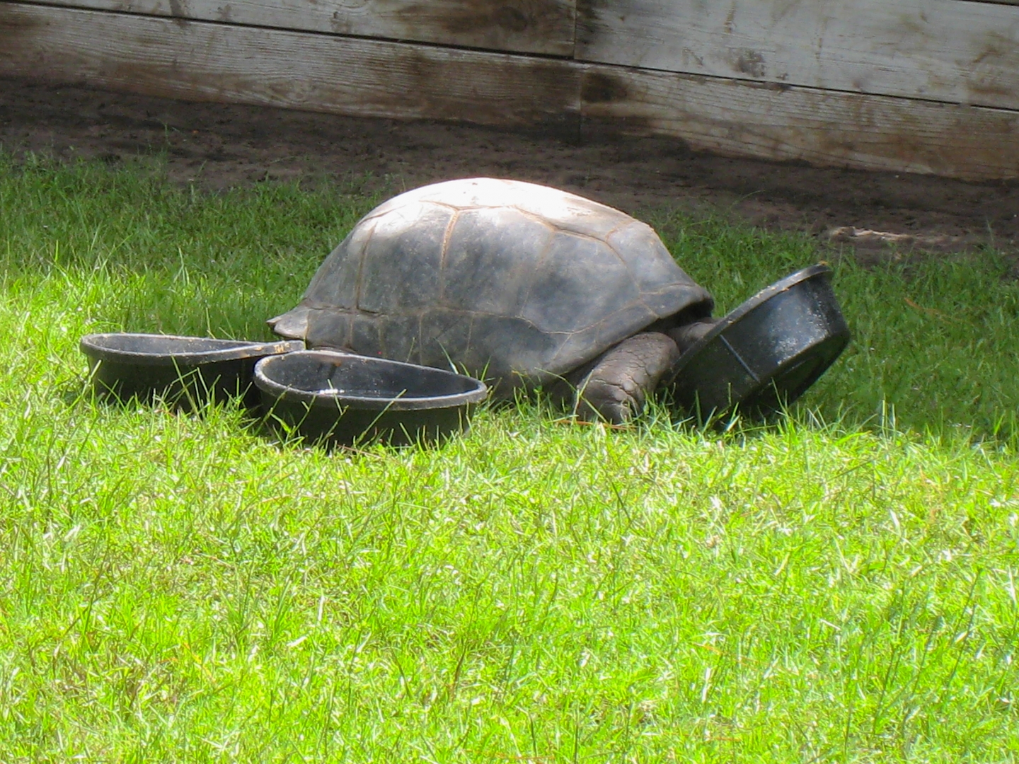 ALDABRA BREEDER