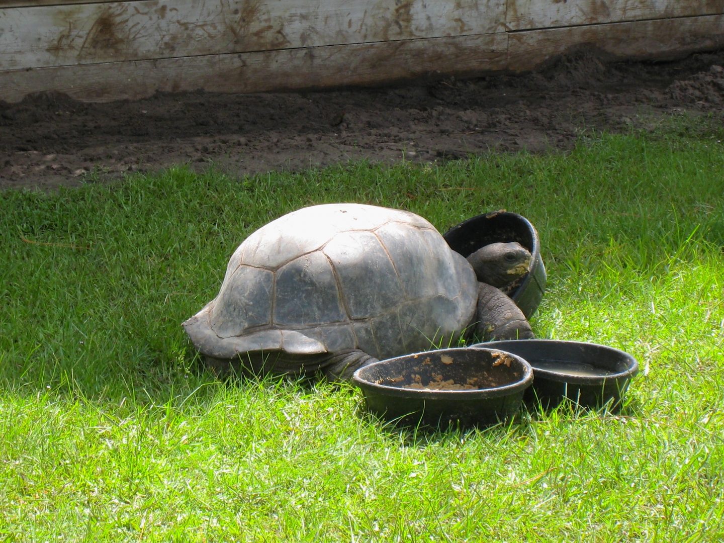 ALDABRA BREEDER