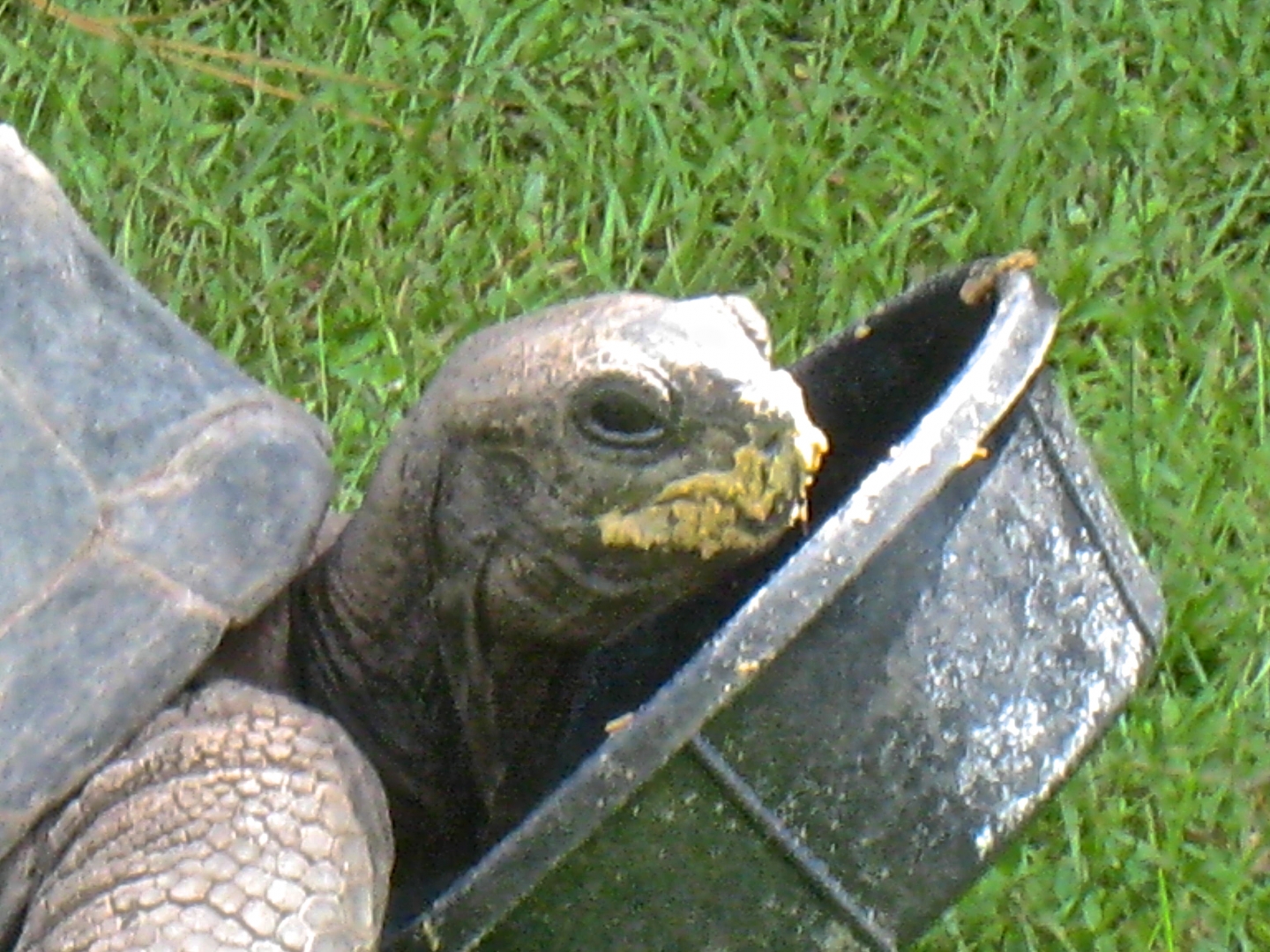 ALDABRA BREEDER