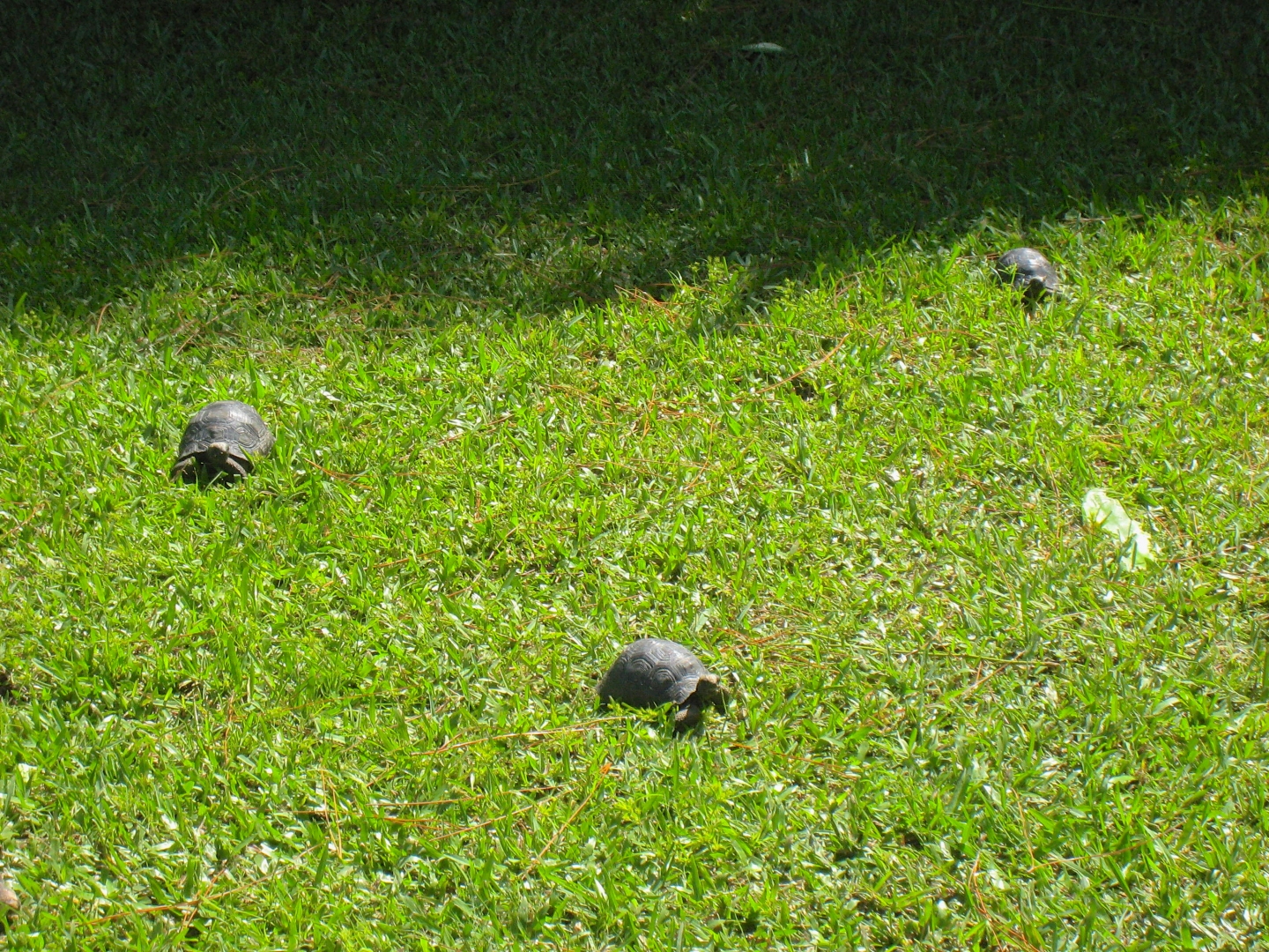 ALDABRA BREEDER