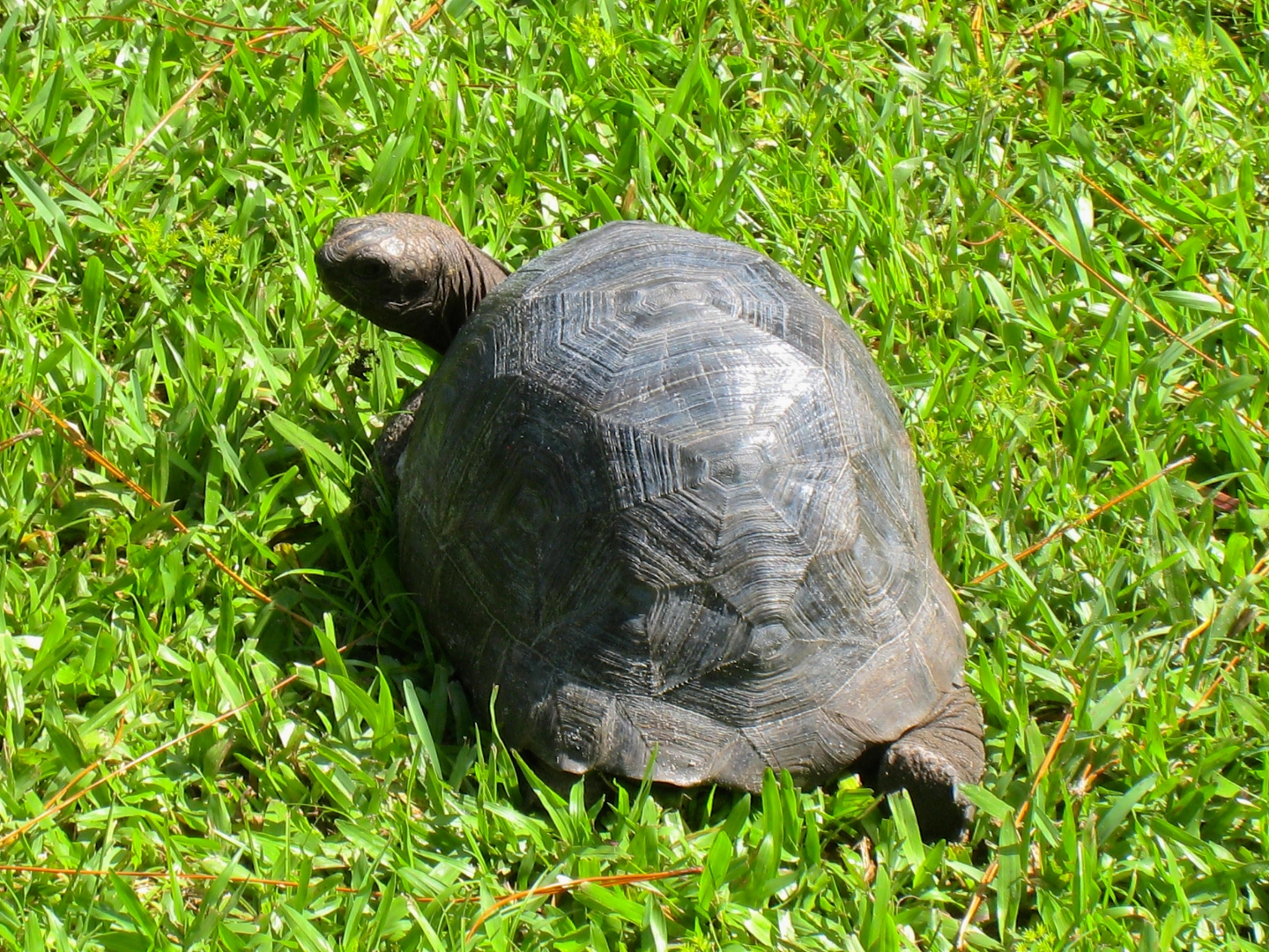 ALDABRA BREEDER