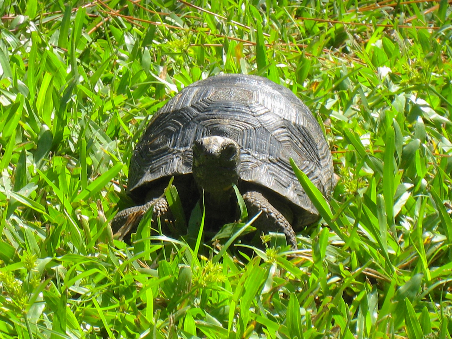 ALDABRA BREEDER