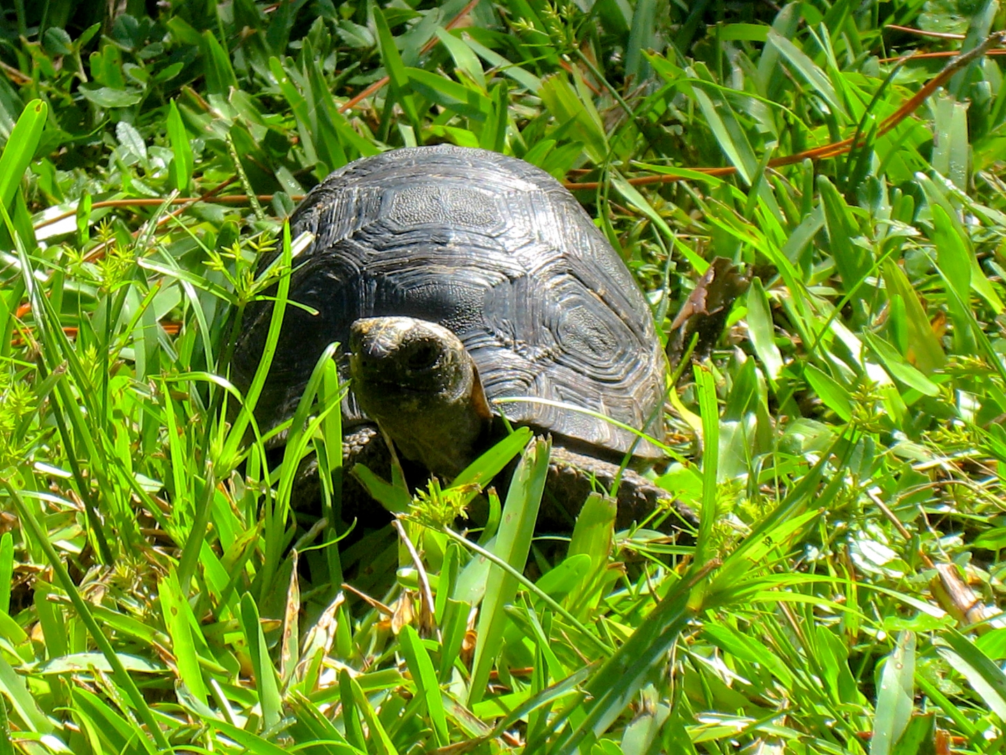 ALDABRA BREEDER
