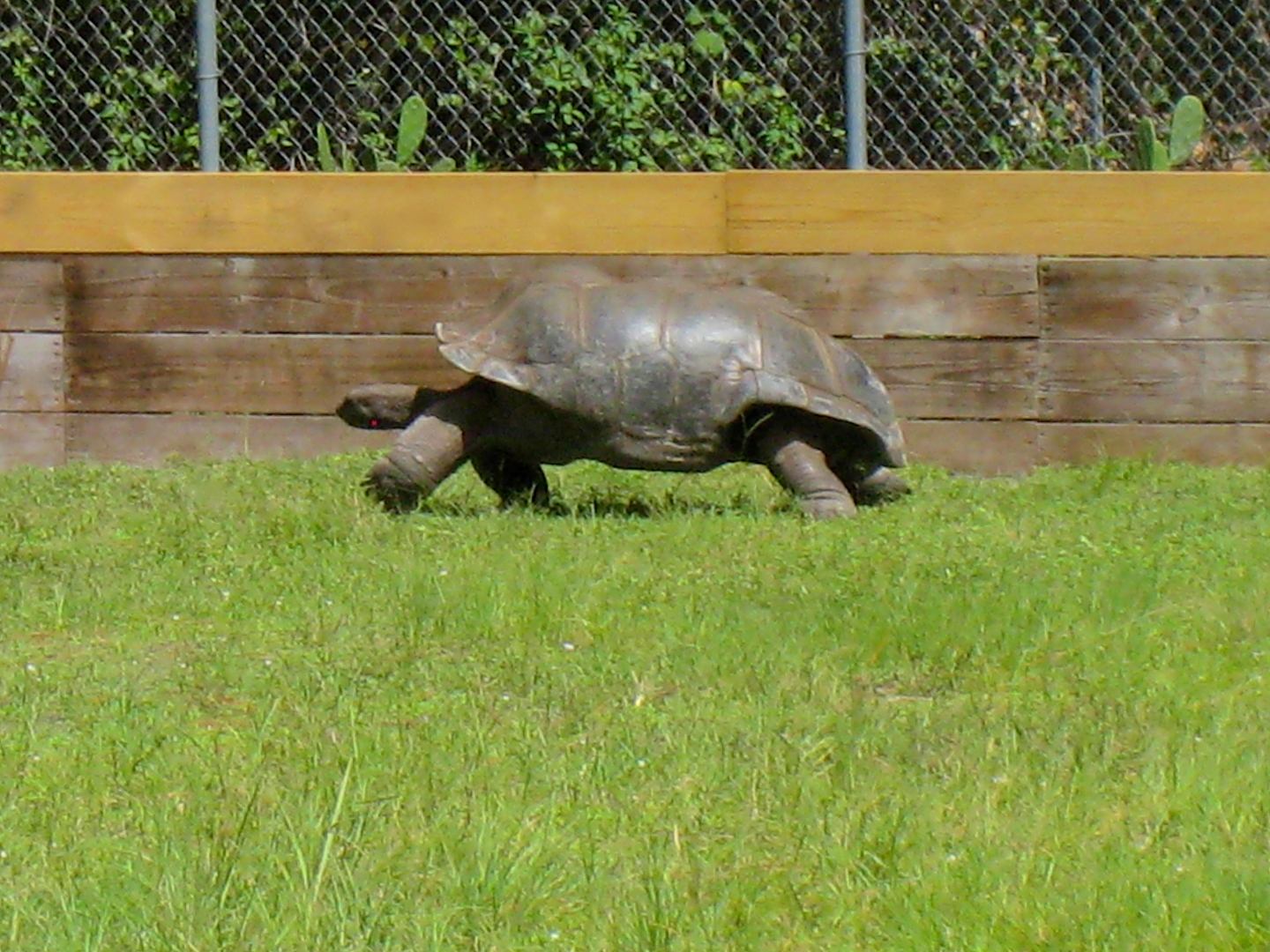 ALDABRA BREEDER