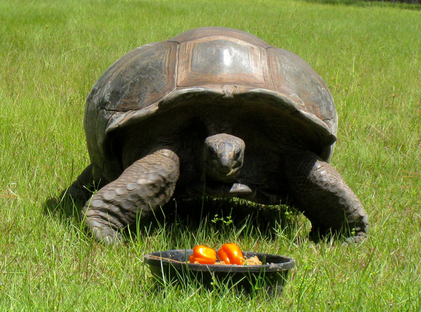 ALDABRA BREEDER