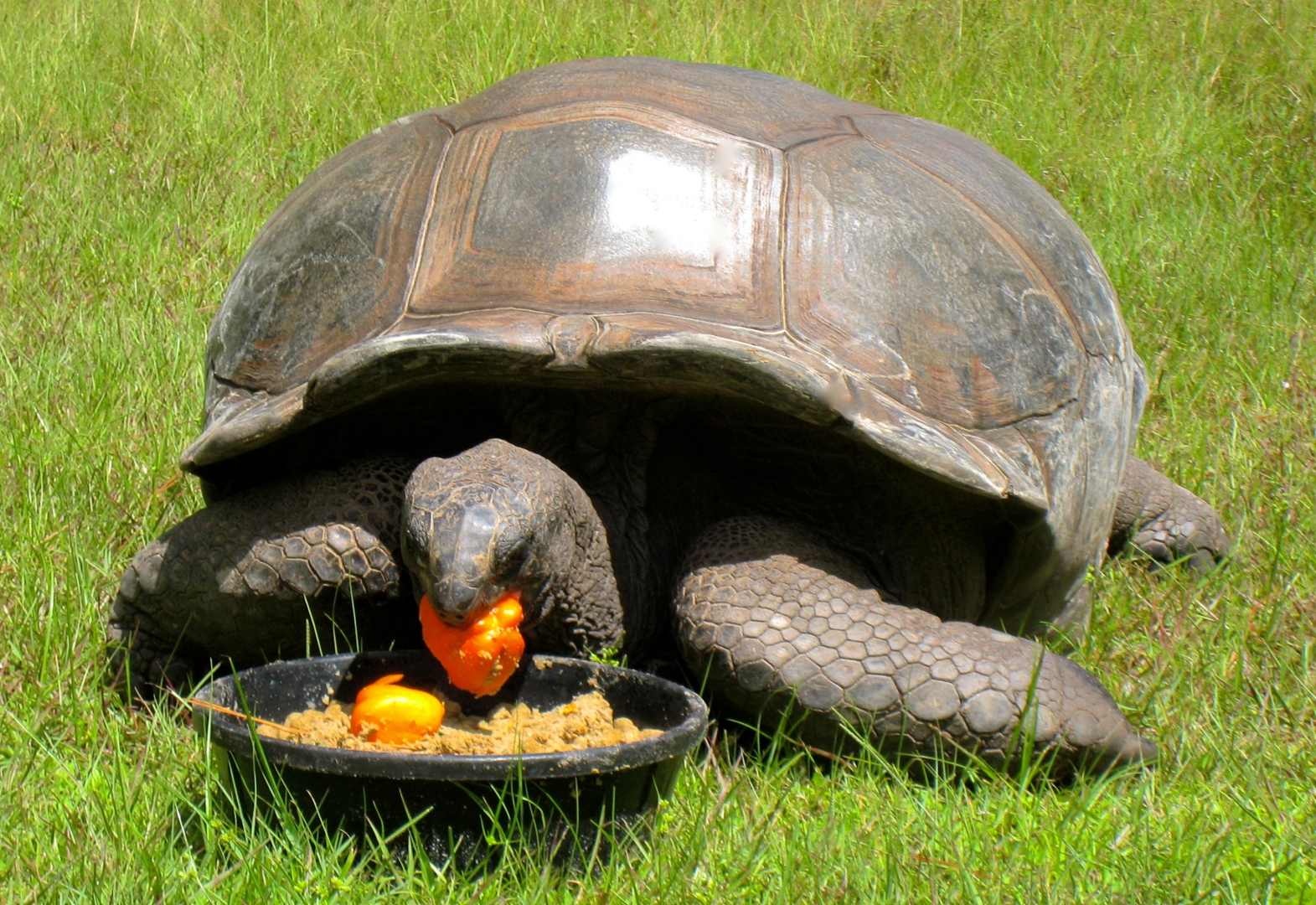 ALDABRA BREEDER