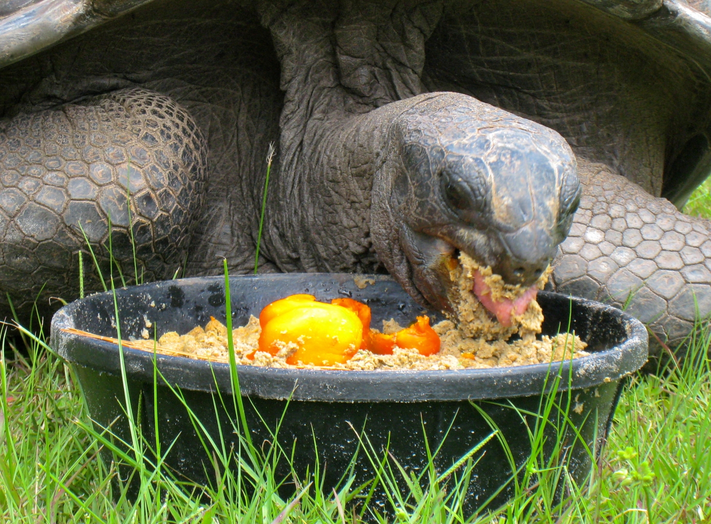 ALDABRA BREEDER