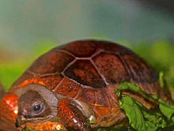 ALDABRA BREEDER