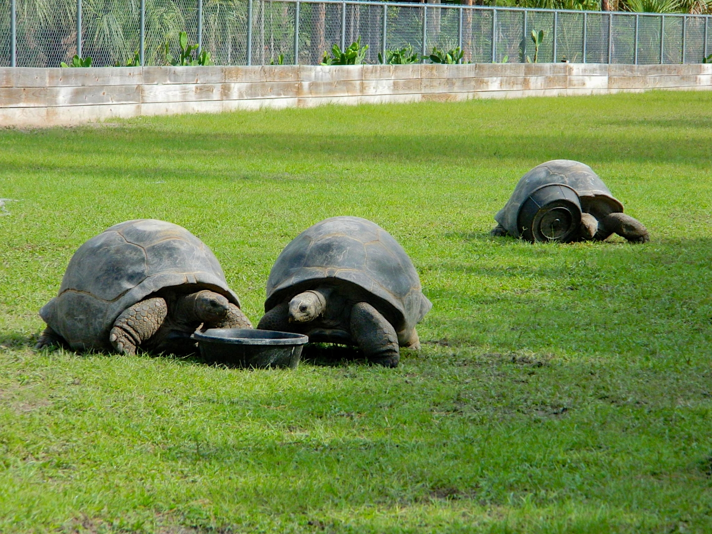 ALDABRA BREEDER