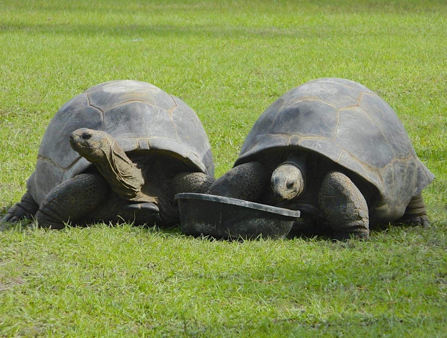 ALDABRA BREEDER