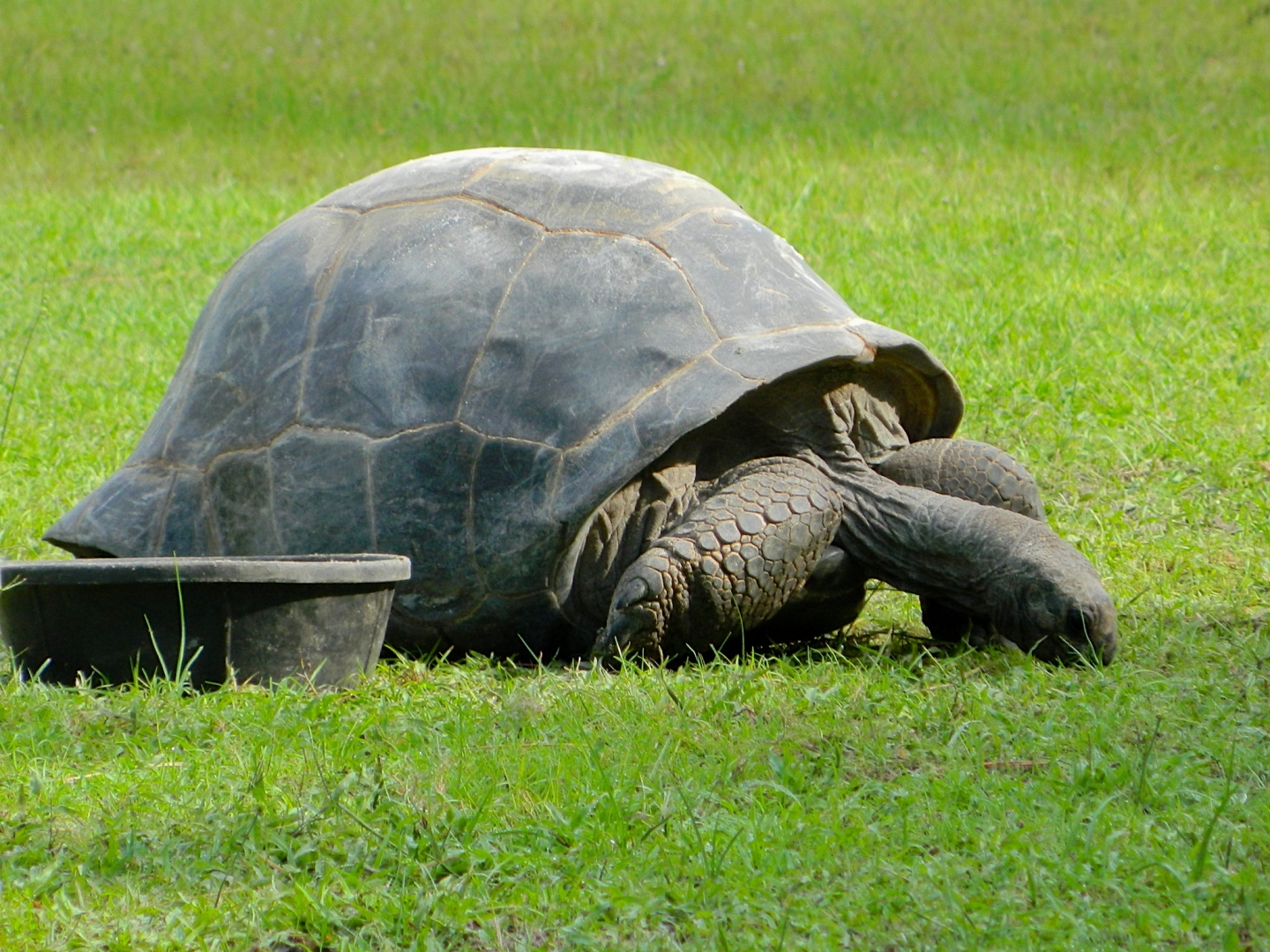 ALDABRA BREEDER