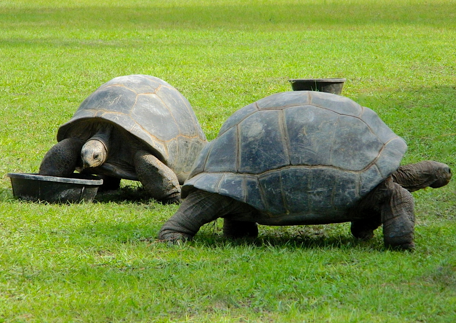 ALDABRA BREEDER