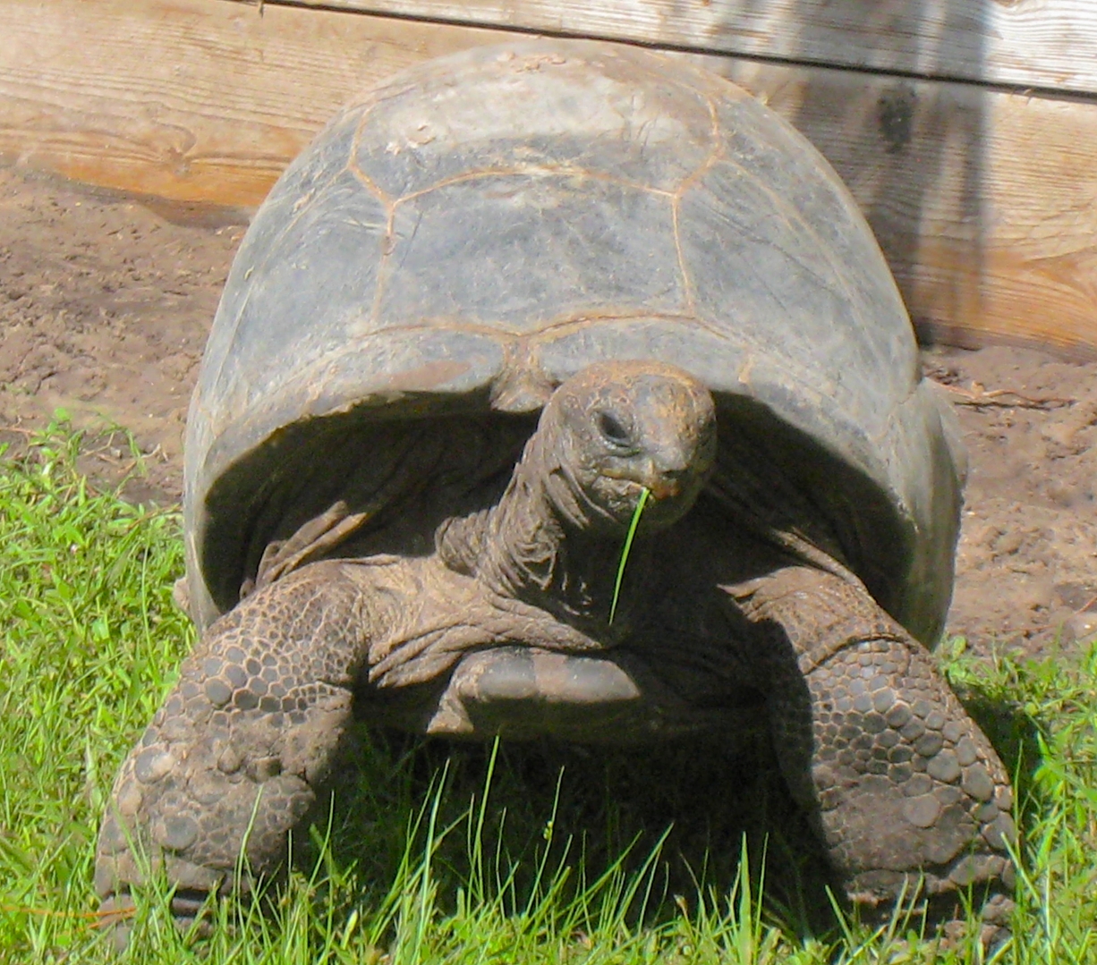 ALDABRA BREEDER