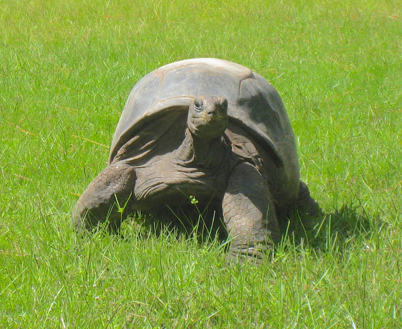 ALDABRA BREEDER