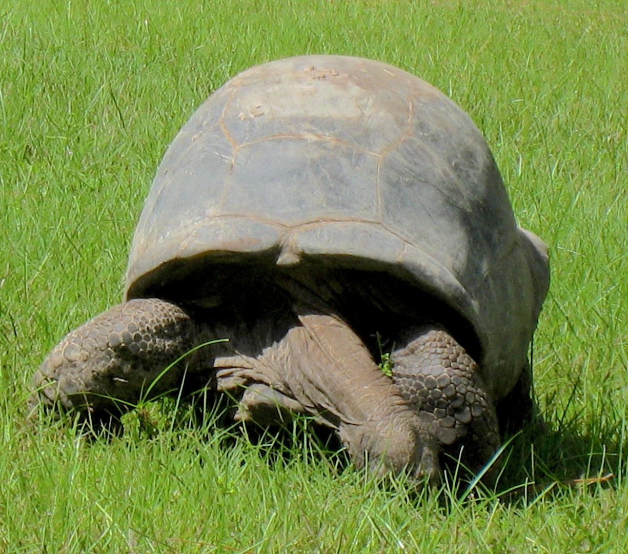 ALDABRA BREEDER