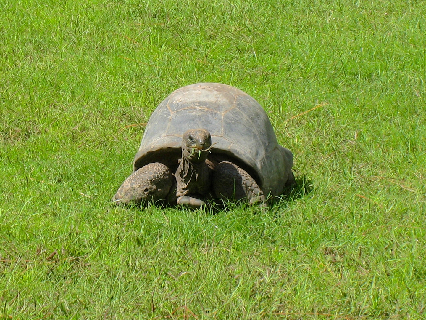 ALDABRA BREEDER
