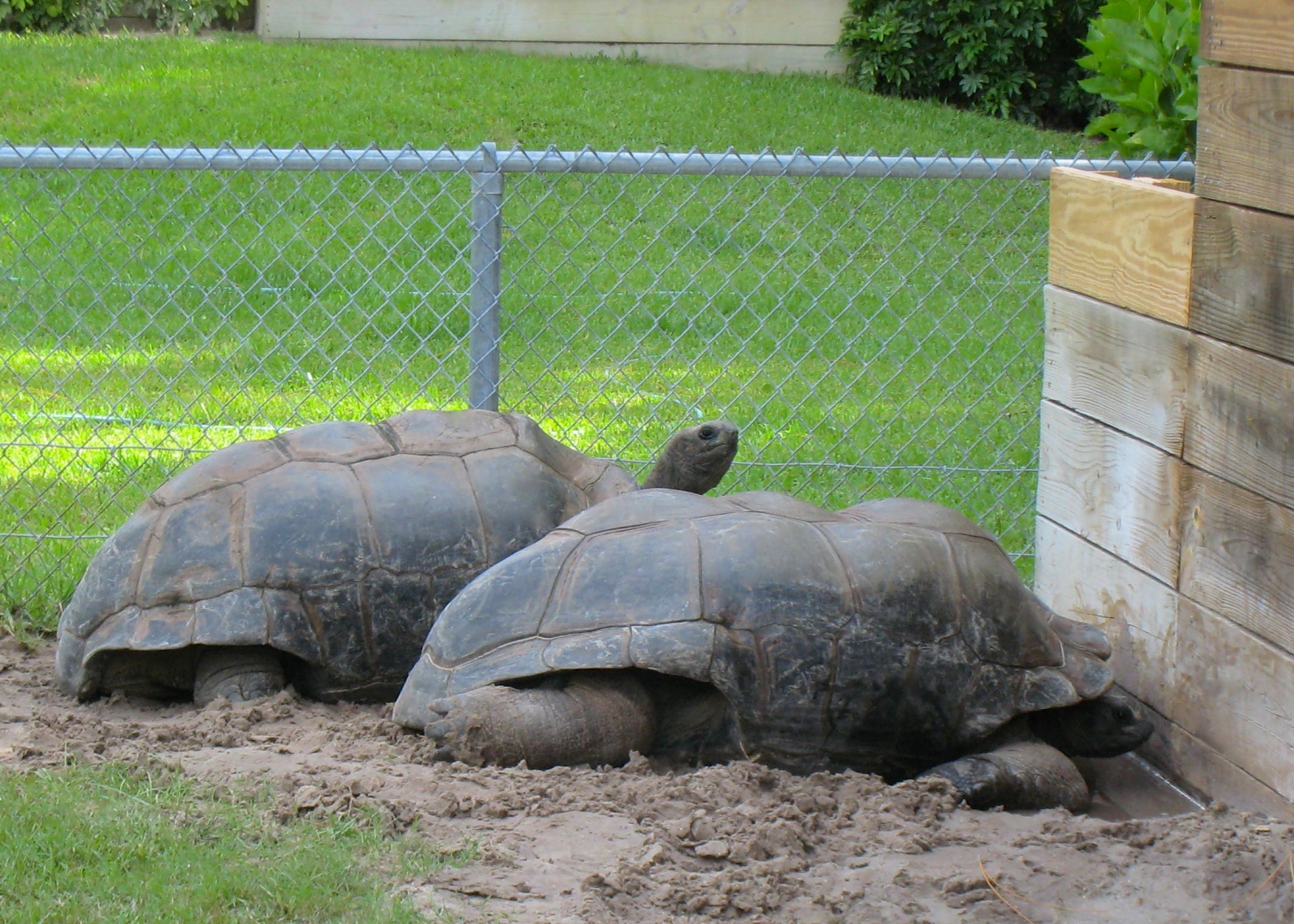 ALDABRA BREEDER
