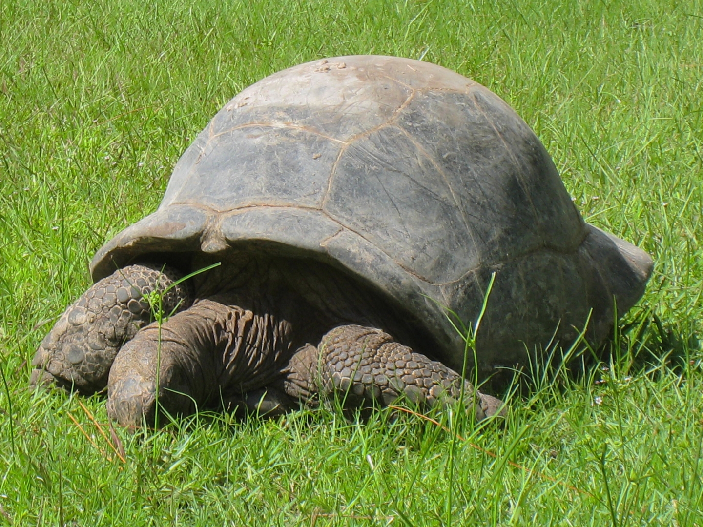 ALDABRA BREEDER