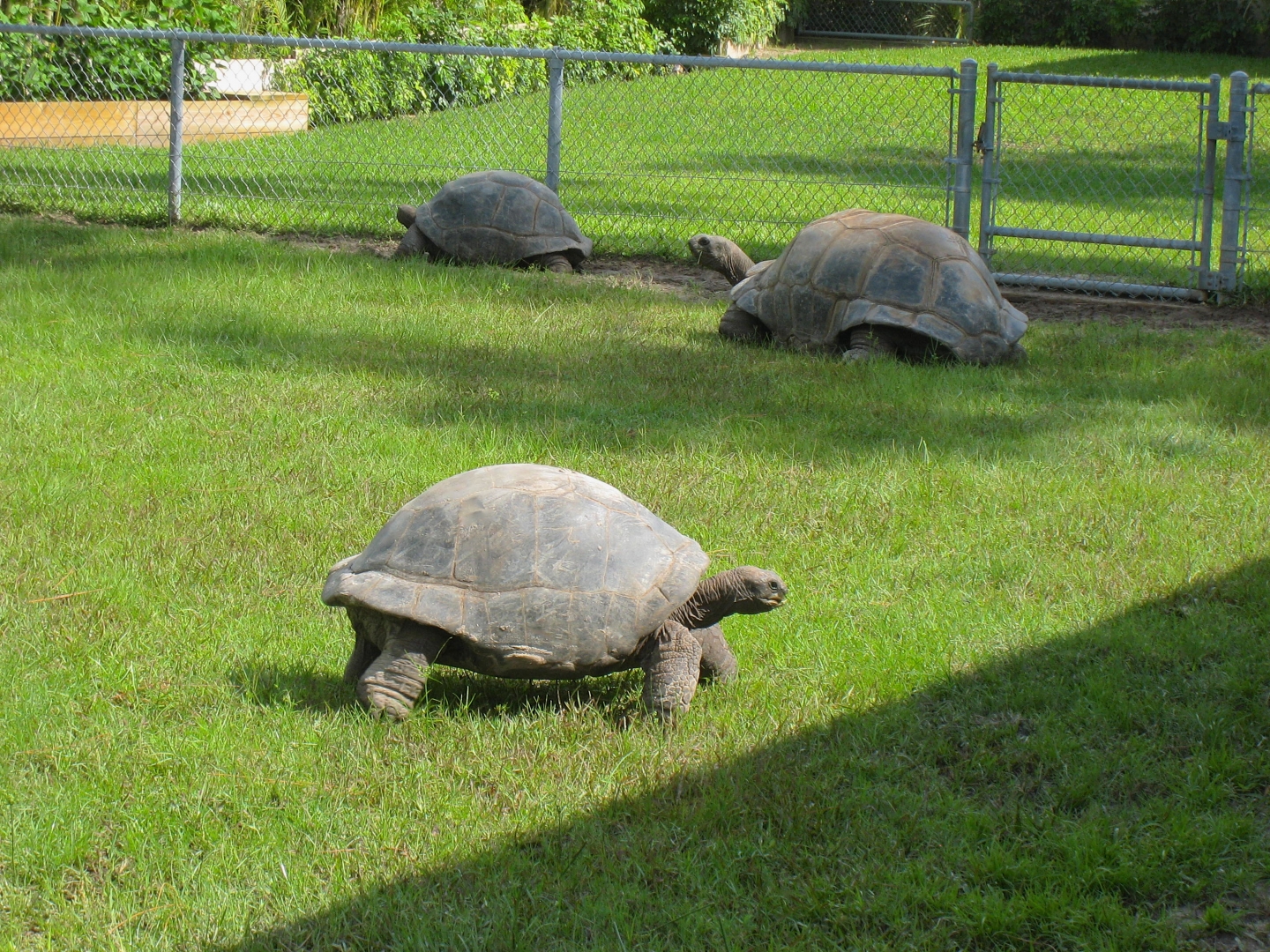 ALDABRA BREEDER