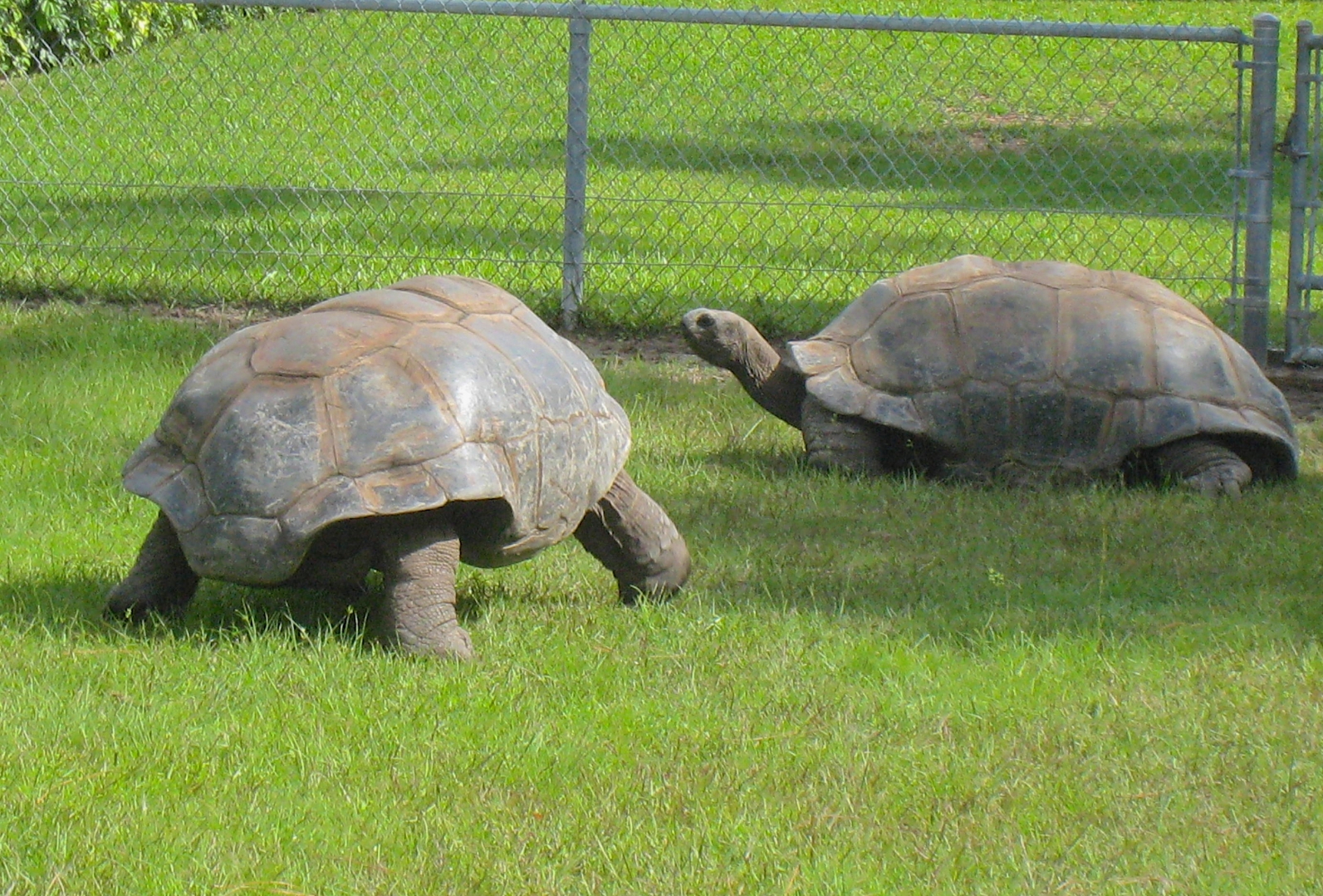 ALDABRA BREEDER