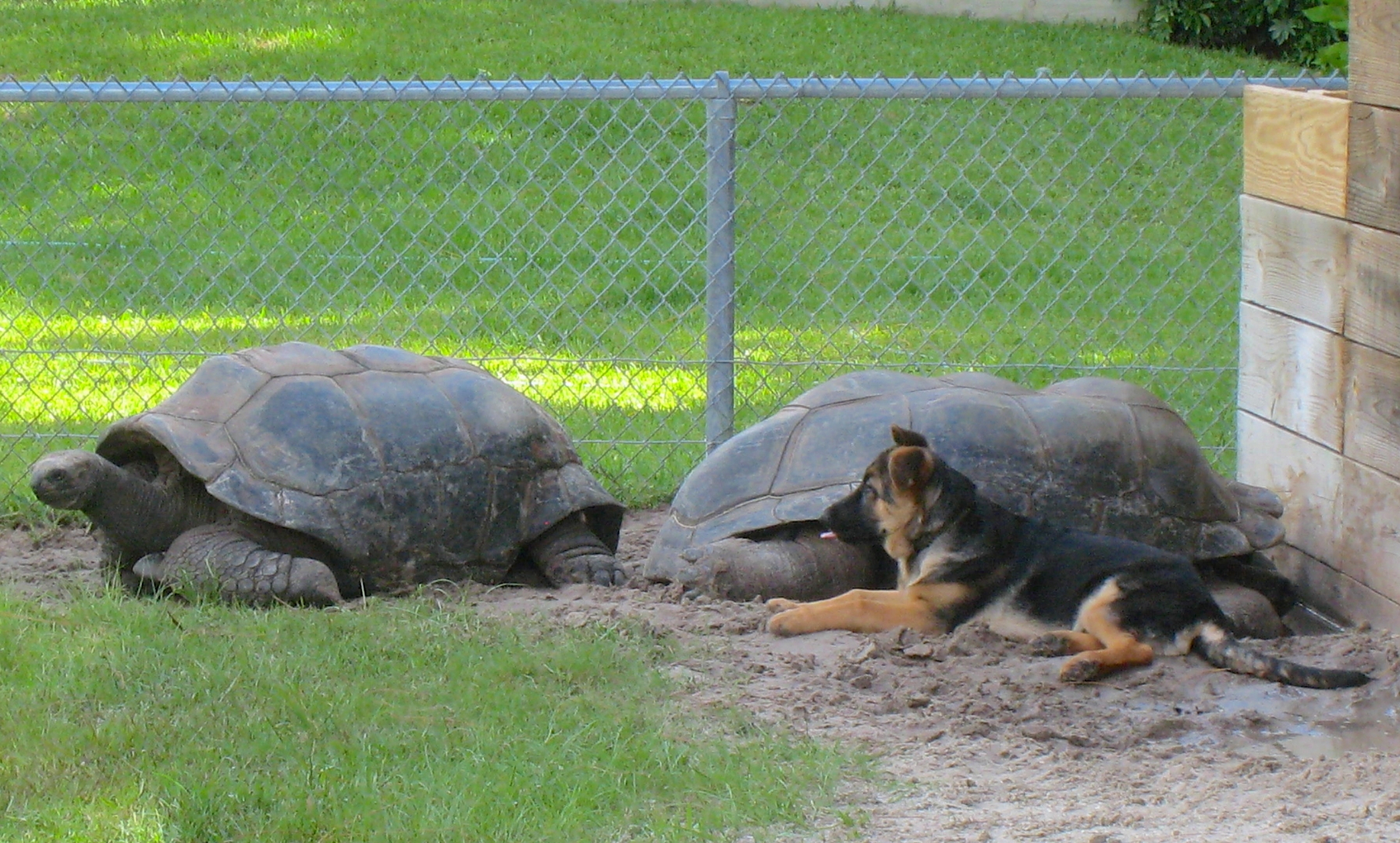 ALDABRA BREEDER