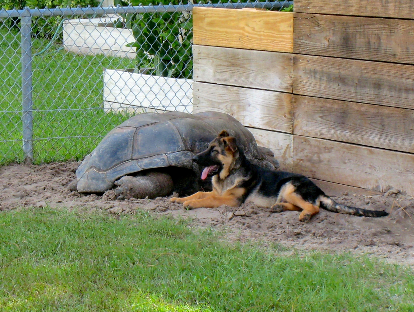 ALDABRA BREEDER