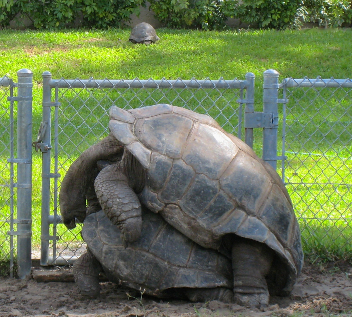 ALDABRA BREEDER