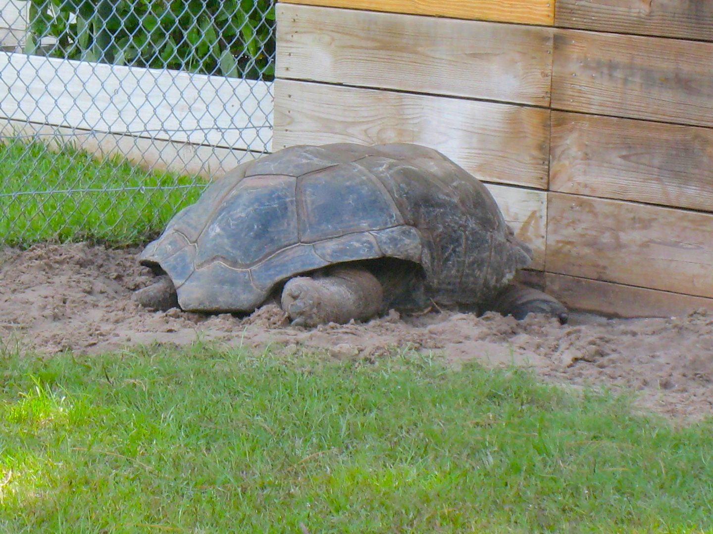 ALDABRA BREEDER