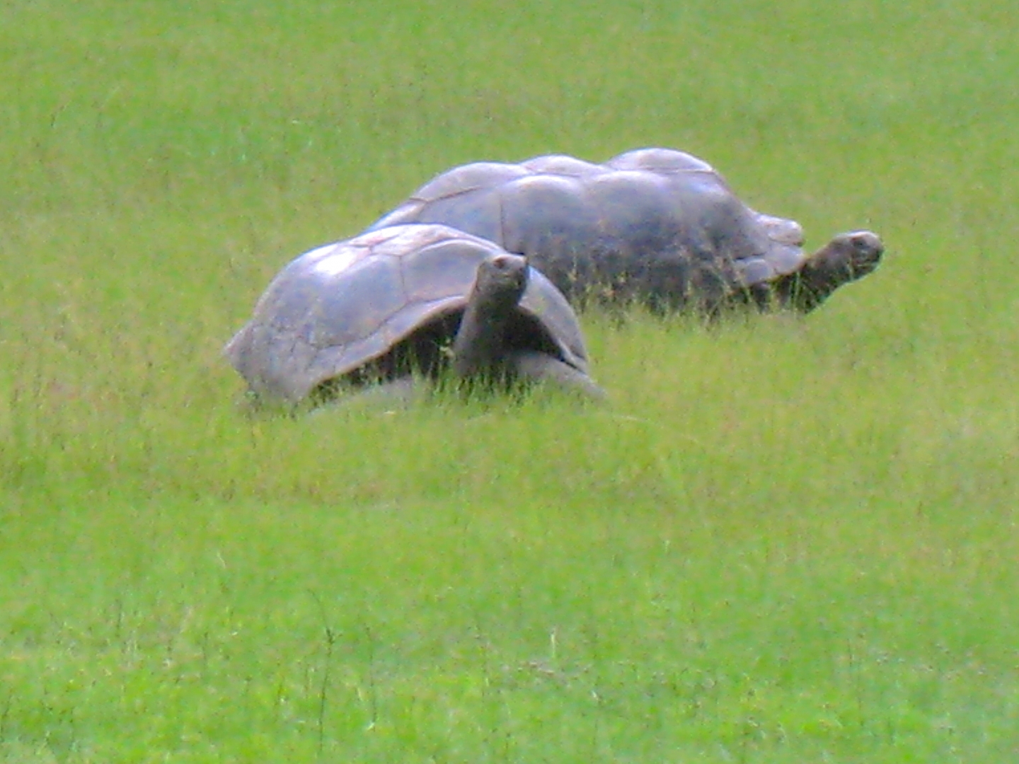 ALDABRA BREEDER